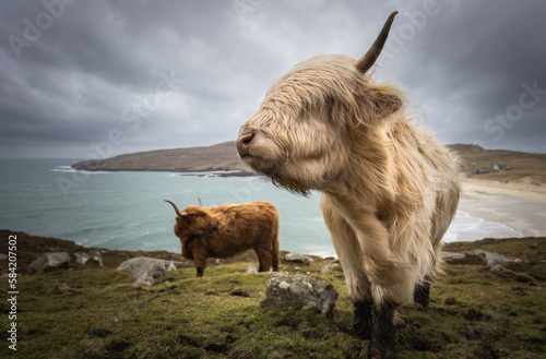 highland cow and calf