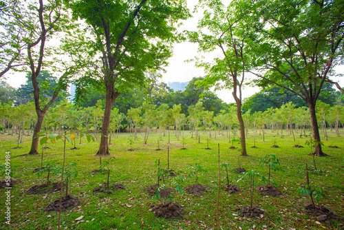 Newly planted trees of various ages in the big park