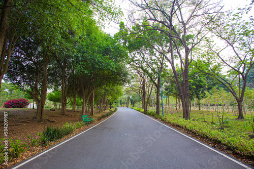 Long walking and running paths shaded by mature trees in the park