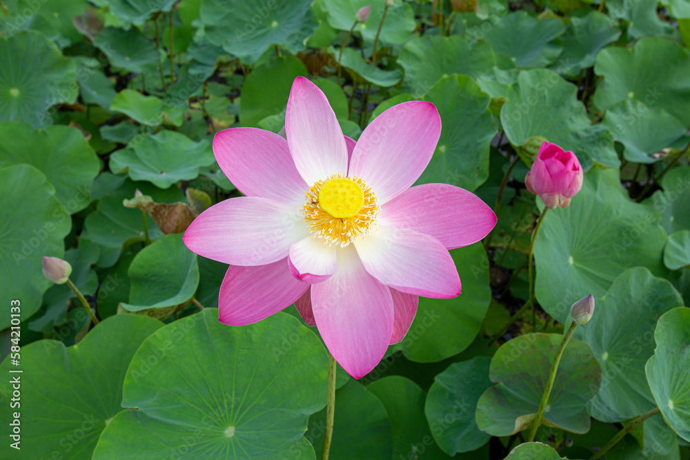 Big closeup Nelumbo nucifera or Sacred lotus or Indian lotus or Simply lotus in a beautiful lotus pool Big closeup Nelumbo nucifera or Sacred lotus or Indian lotus or Simply lotus in a beautiful lotus pool