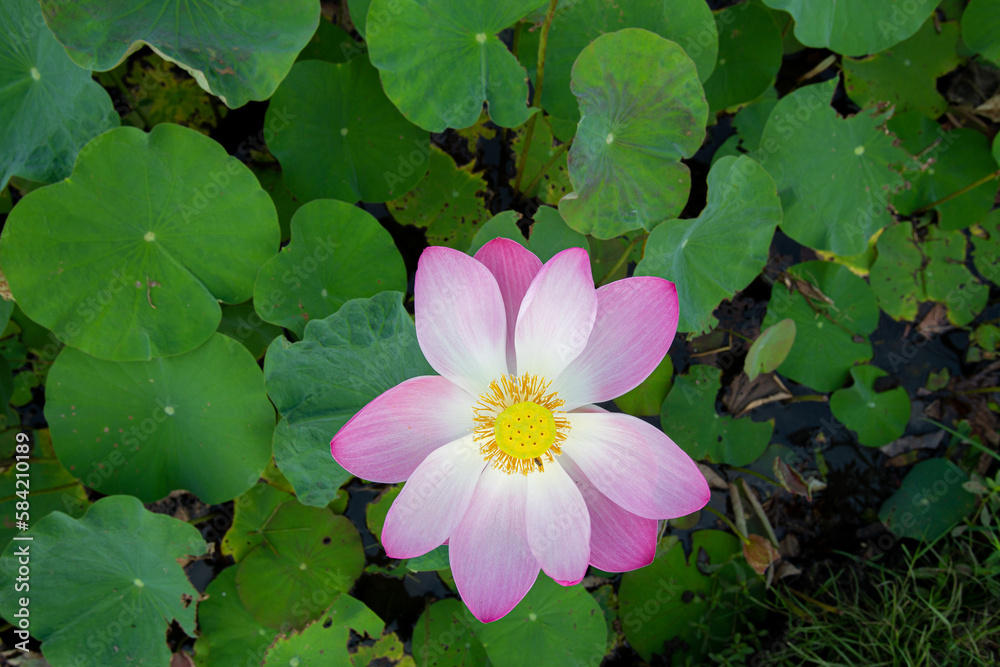 Big closeup Nelumbo nucifera or Sacred lotus or Indian lotus or Simply lotus in a beautiful lotus pool Big closeup Nelumbo nucifera or Sacred lotus or Indian lotus or Simply lotus in a beautiful lotus pool