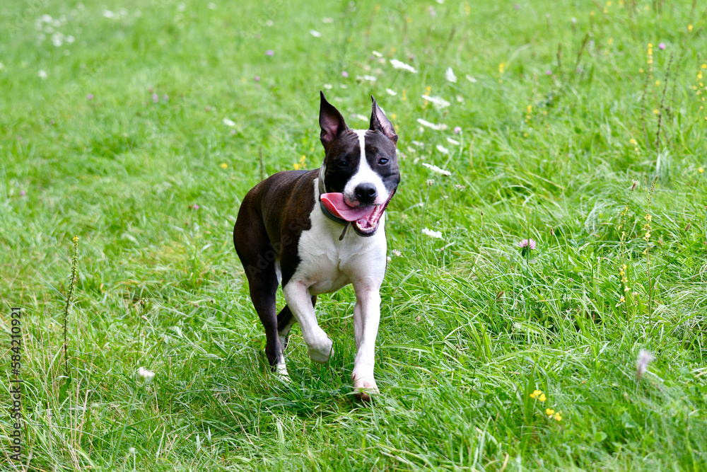 Single cute american staffordshire terrier dog, seen walking in a natural field with flowers in spring near Lyon. Single cute american staffordshire terrier dog, seen walking in a natural field with flowers in spring near Lyon.