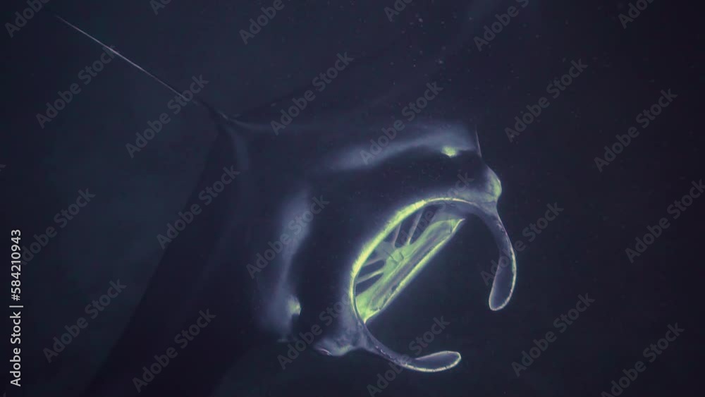 Large manta ray flaps wings and approaches the surface shows off gills