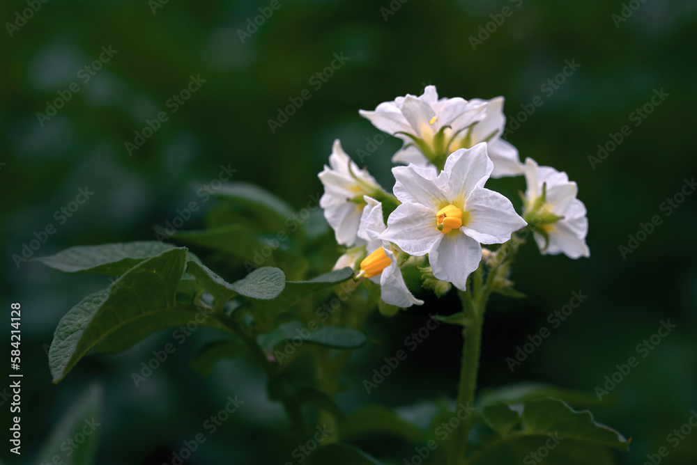 Potato flowers blooming macro shot, potato flowers on farm field
