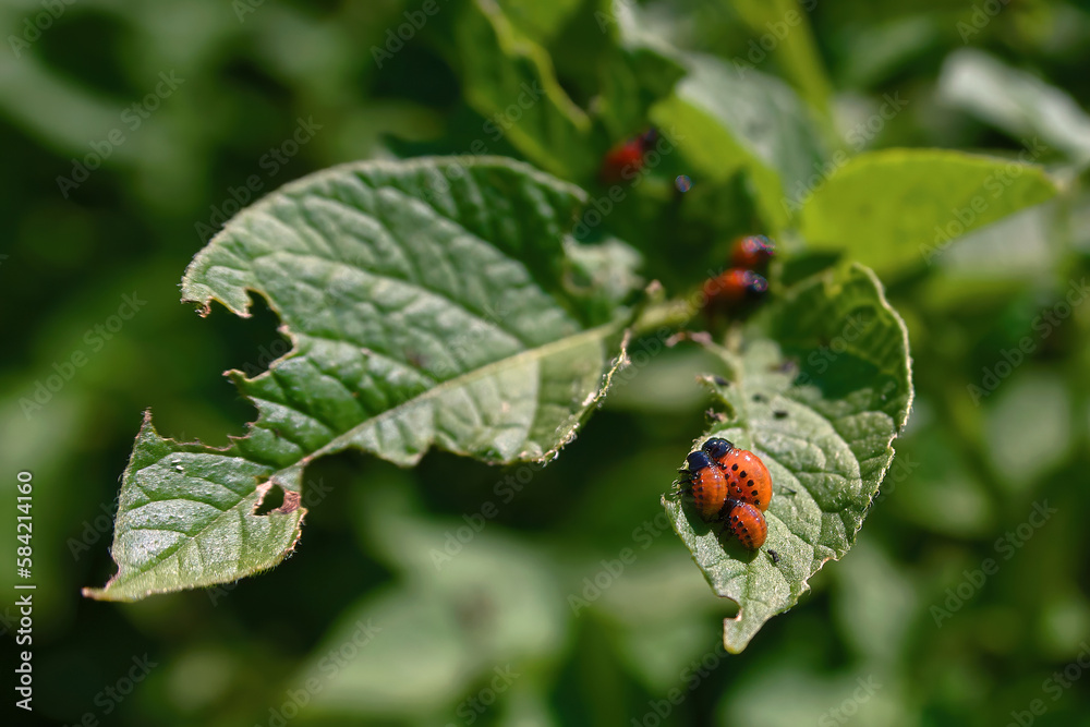 Foto de Group of potato bug larvae feeding on leaves of potato plants. Colorado potato beetle