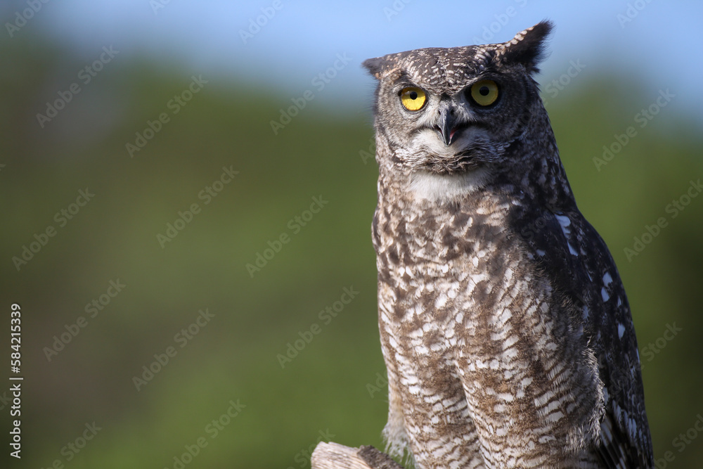 Obraz premium Búho real (Bubo bubo)