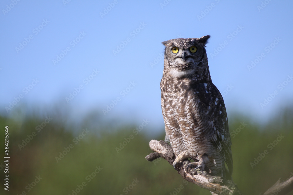 Obraz premium Búho real (Bubo bubo)