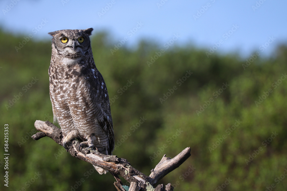 Obraz premium Búho real (Bubo bubo)