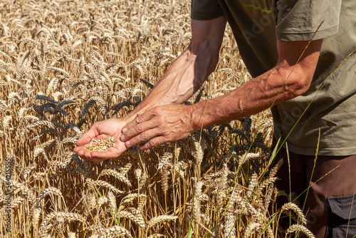Agriculture et ressources alimentaires - Agriculteur observant des grains de blé dans la paume de sa main devant un champ de céréales avant la récolte