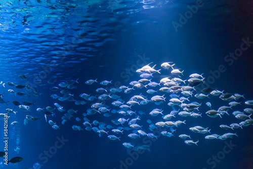 Fotografia Swarm of Fishes swimming together in Blue Water