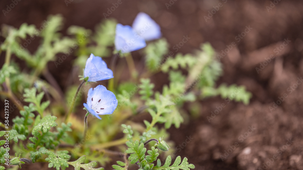 オオイヌフグリ」の写真素材 | 65件の無料イラスト画像 | Adobe Stock