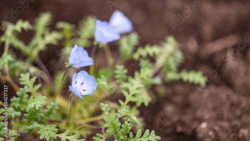 オオイヌフグリ」の写真素材 | 65件の無料イラスト画像 | Adobe Stock