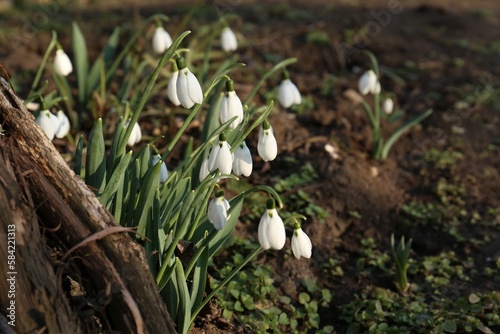 Beautiful blooming snowdrops growing outdoors. Spring flowers