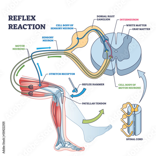 Reflex reaction with knee stimulus test process explanation outline diagram. Labeled educational scheme with anatomical body reaction to impulse vector illustration. Receptors or sensory neuron check photo