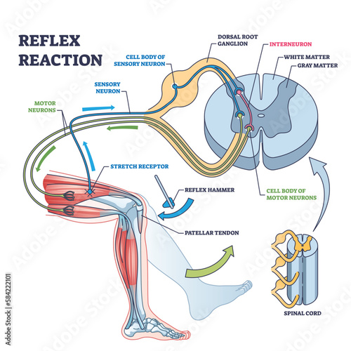 Reflex reaction with knee stimulus test process explanation outline diagram. Labeled educational scheme with anatomical body reaction to impulse vector illustration. Receptors or sensory neuron check