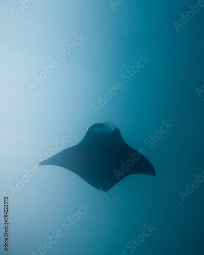 Mantarochen gleitet unter dir hindurch