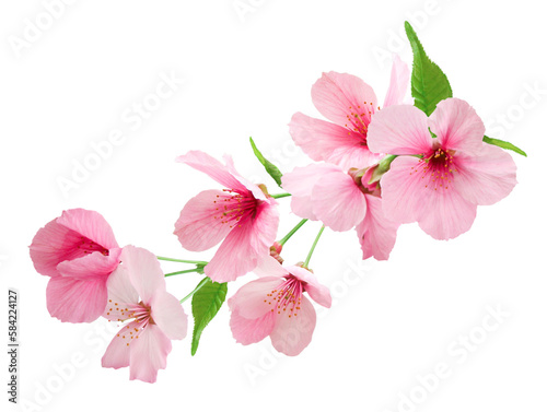 Spring sakura cherry blossom, branch with blooming flowers. Japanese flowers.