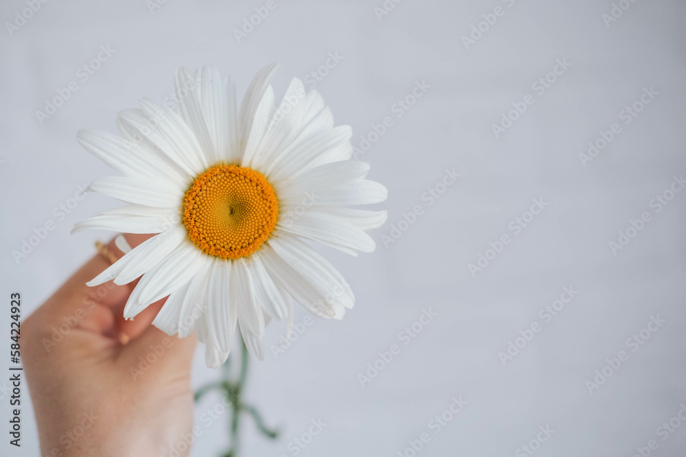 Beautiful chamomile flower in hand on white background.