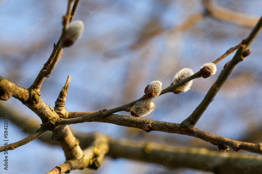 Beautiful pussy willow branches with catkins against blue sky, closeup Beautiful pussy willow branches with catkins against blue sky, closeup