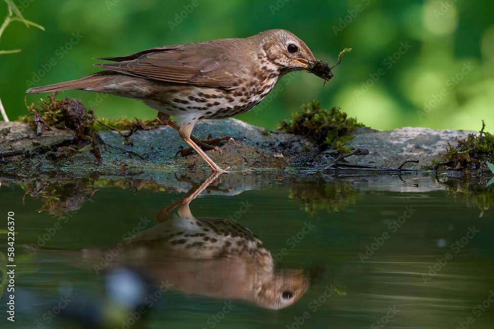 Song thrush,, Turdus philomelos,, in natural environment, Danubian wetland, Slovakia Song thrush,, Turdus philomelos,, in natural environment, Danubian wetland, Slovakia