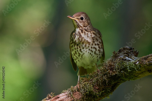 Song thrush,, Turdus philomelos,, in natural environment, Danubian wetland, Slovakia