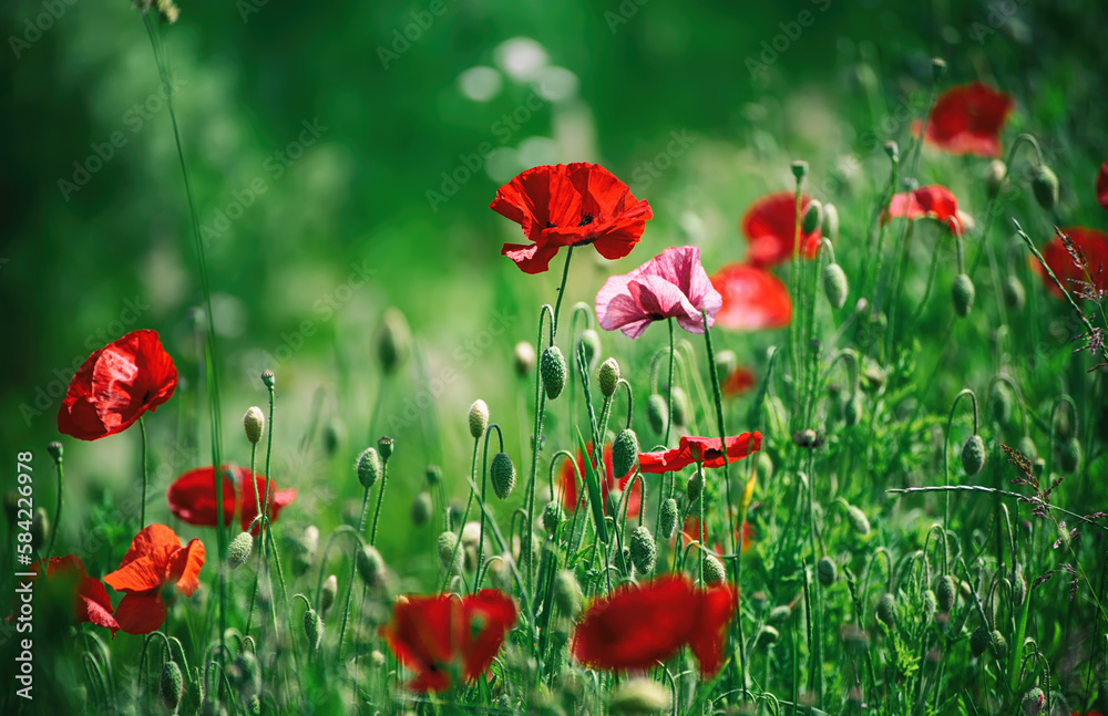 Obraz premium Red spring poppy