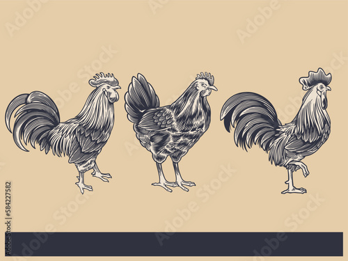 Poultry Farm Vintage Illustration. Engraved Chicken, Roster, baby chick and egg illustrations. Rural natural bird farming. Poultry business. (ID: 584227582)