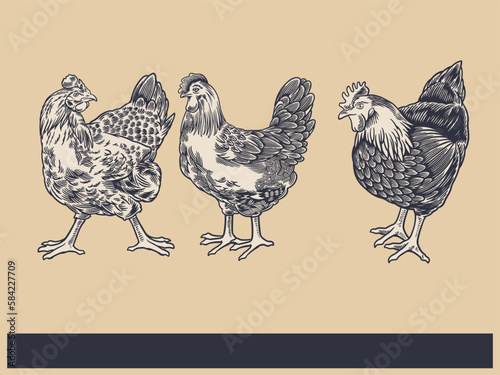 Poultry Farm Vintage Illustration. Engraved Chicken, Roster, baby chick and egg illustrations. Rural natural bird farming. Poultry business. (ID: 584227709)