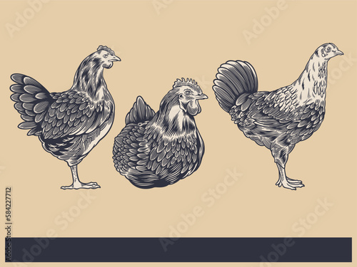 Poultry Farm Vintage Illustration. Engraved Chicken, Roster, baby chick and egg illustrations. Rural natural bird farming. Poultry business. (ID: 584227712)