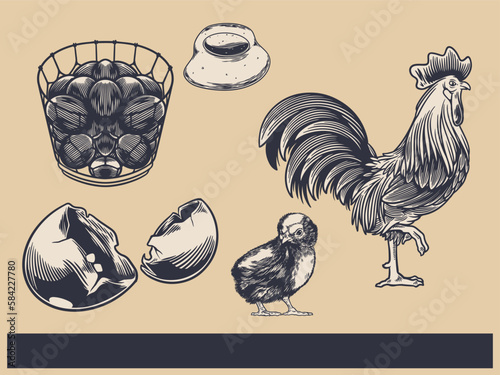 Poultry Farm Vintage Illustration. Engraved Chicken, Roster, baby chick and egg illustrations. Rural natural bird farming. Poultry business. (ID: 584227780)
