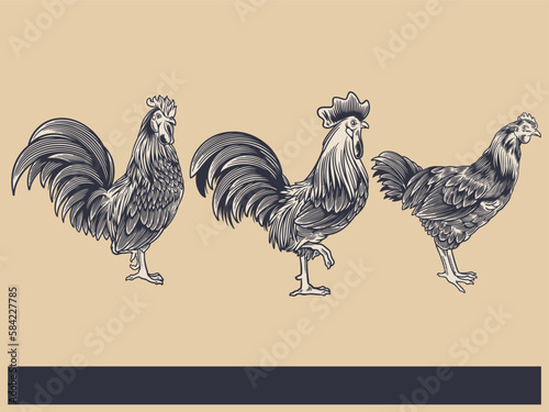 Poultry Farm Vintage Illustration. Engraved Chicken, Roster, baby chick and egg illustrations. Rural natural bird farming. Poultry business. (ID: 584227785)
