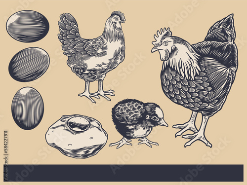 Poultry Farm Vintage Illustration. Engraved Chicken, Roster, baby chick and egg illustrations. Rural natural bird farming. Poultry business. (ID: 584227911)