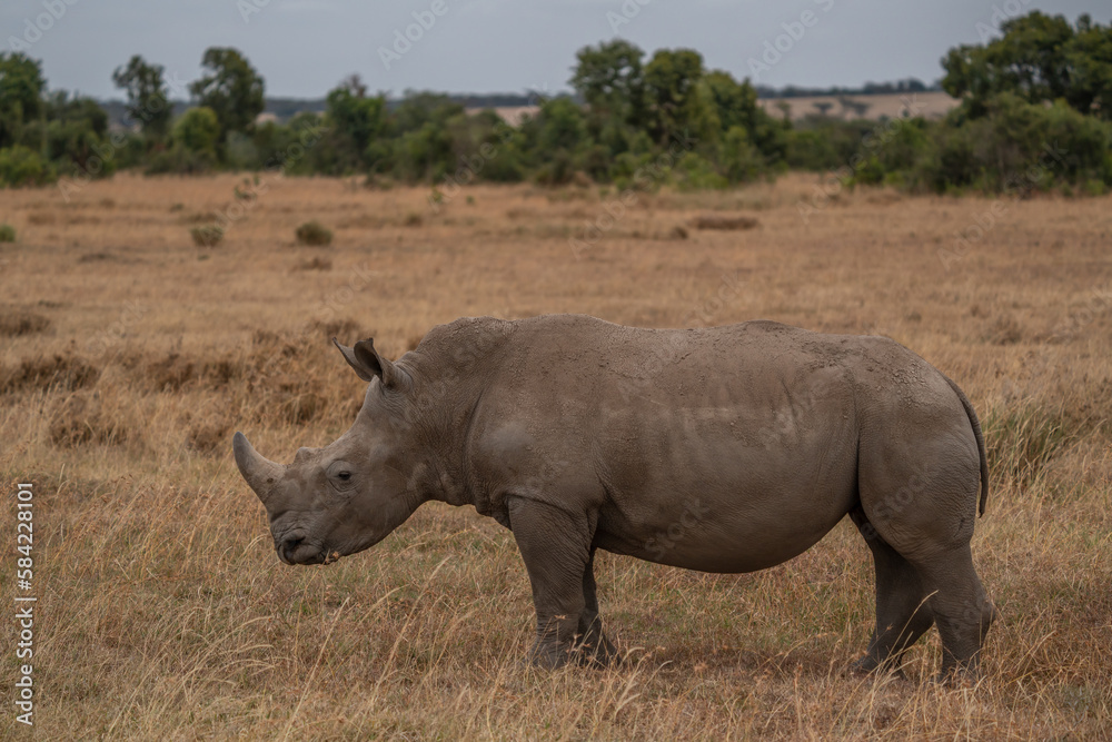 White Rhinoceros, Lake Nakuru National Park, Kenya, Ceratotherium simum