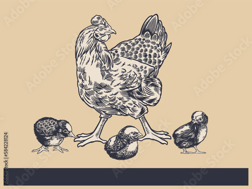 Poultry Farm Vintage Illustration. Engraved Chicken, Roster, baby chick and egg illustrations. Rural natural bird farming. Poultry business. (ID: 584228124)