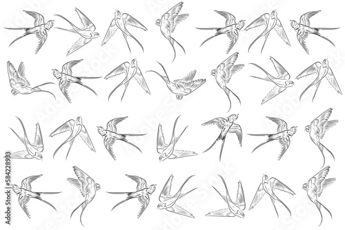 Illustration out line of swallow on white backgroud. photo