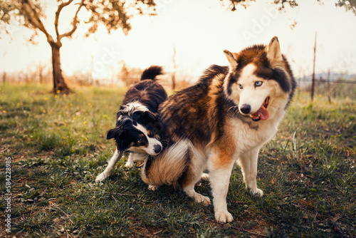 Husky playing with border Collie