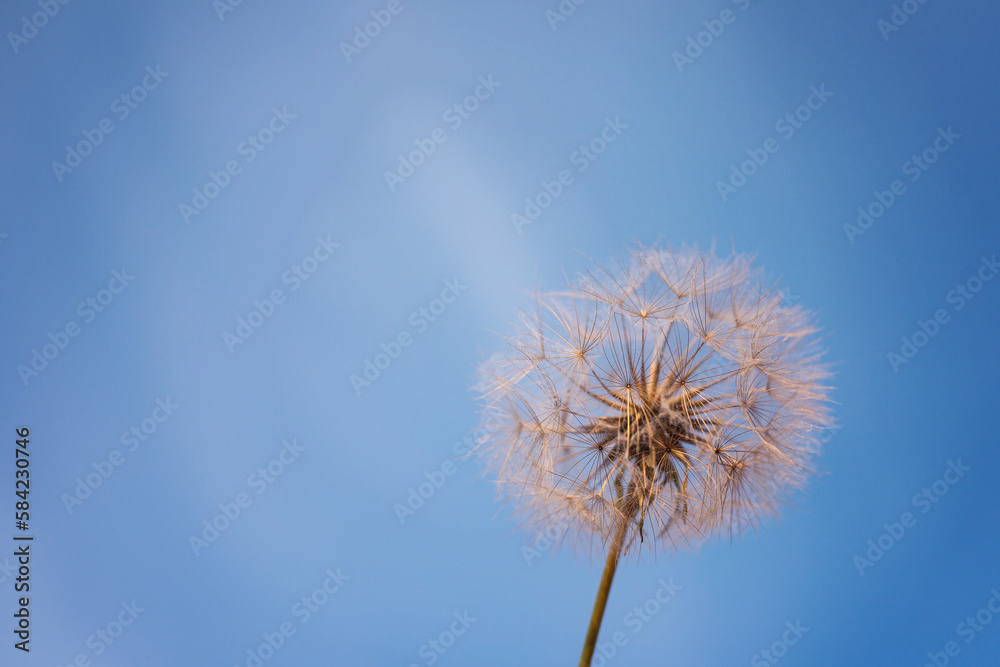 Obraz premium a large fluffy dandelion in the sunset rays