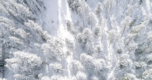 man running on trail in snow frosted trees in bozeman montana forest  photo