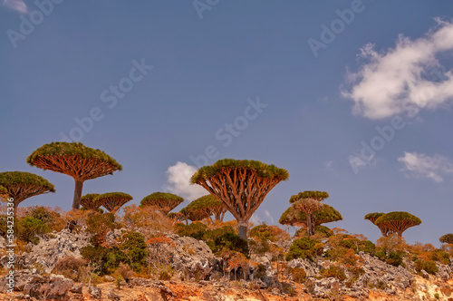 Fantasy landscape with dragon trees and rocky canyons. Socotra Island. Yemen. endemic plants. Island symbol.