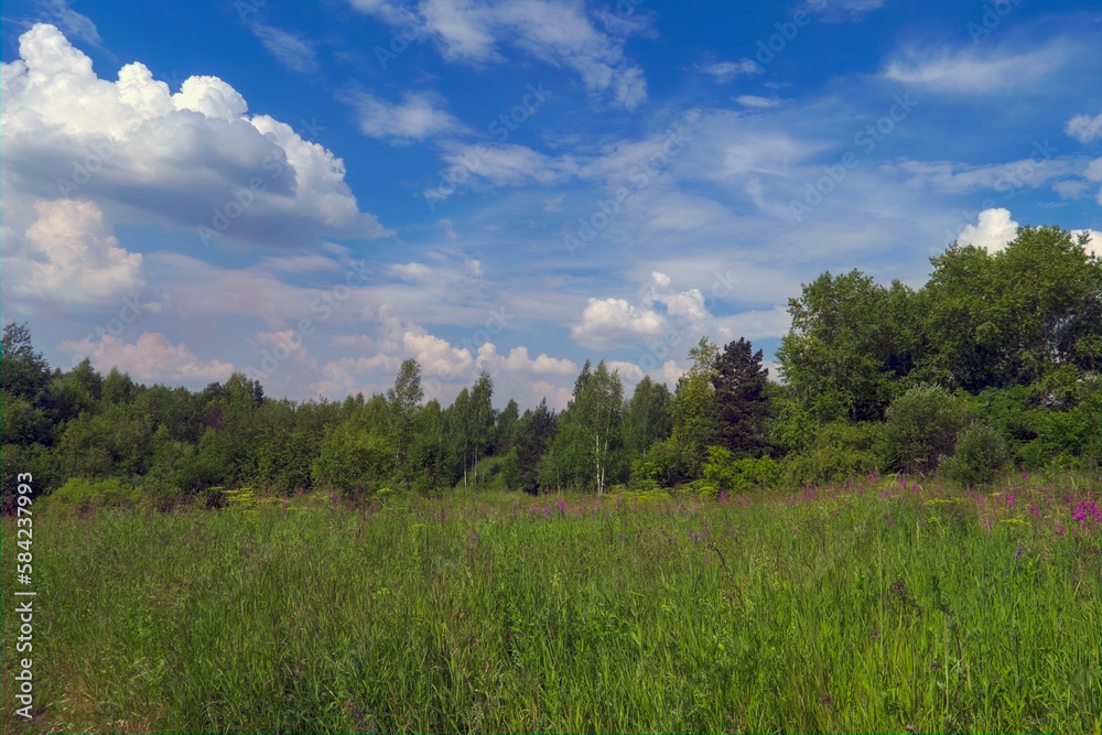 Summer landscape green meadow and forest in the background against the backdrop of a beautiful blue sky and white clouds.