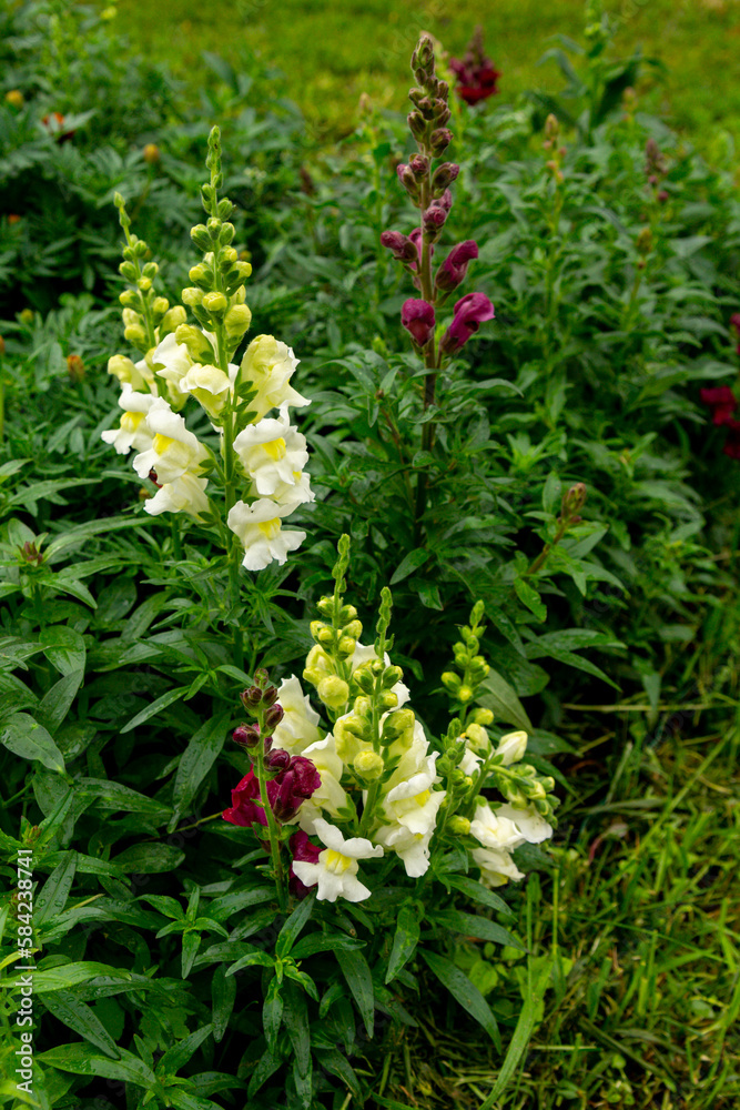 White yellow snapdragon flowers in the summer garden (antirrhinum majus) White yellow snapdragon flowers in the summer garden (antirrhinum majus)