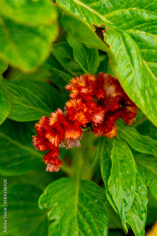 Red-orange flowers of celosia in the summer garden (celosia cristata mixed) Red-orange flowers of celosia in the summer garden (celosia cristata mixed)