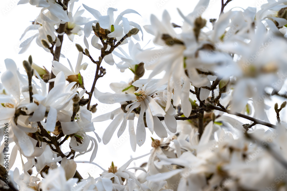 Fleurs blanches de magnolias sur leur arbre Fleurs blanches de magnolias sur leur arbre