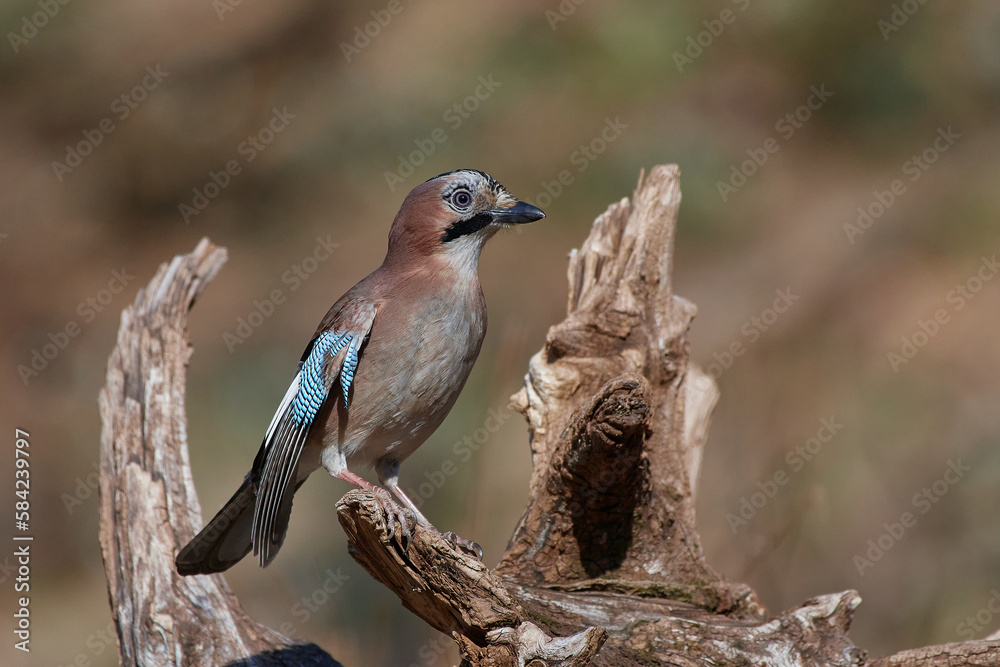 Eurasian jay ,,Garrulus glandarius,, in antural environment, Danubian wetland, Slovakia Eurasian jay ,,Garrulus glandarius,, in antural environment, Danubian wetland, Slovakia