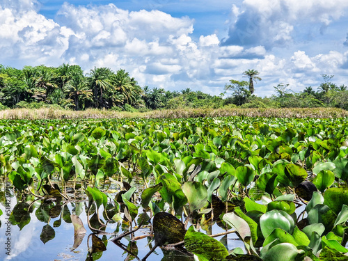 Canoe tour on the Pantanal Marimbus in Andarai, Bahia, Brazil, Chapada Diamantina photo