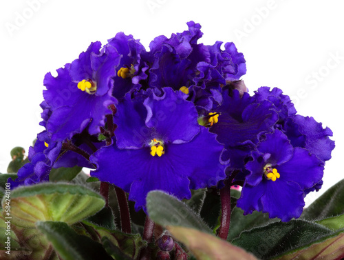 Violet flower on white background