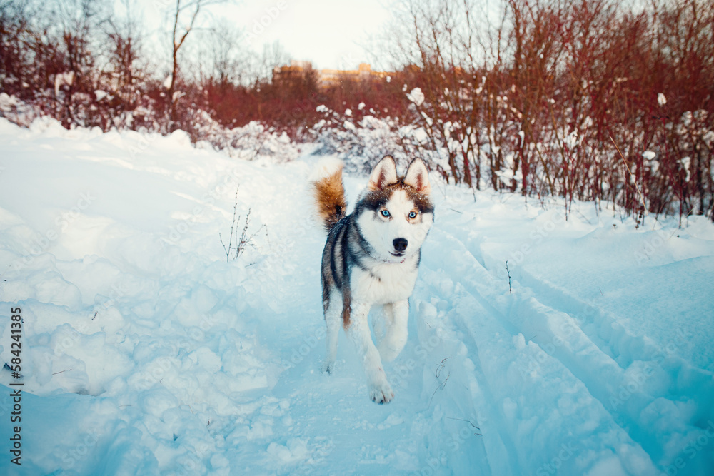 Winter Brown husky playing in the snow Winter Brown husky playing in the snow