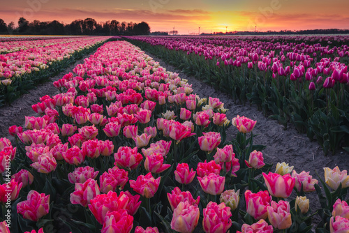 Amazing fields of colorful tulips in the Netherlands bathed in golden hour during sunset.