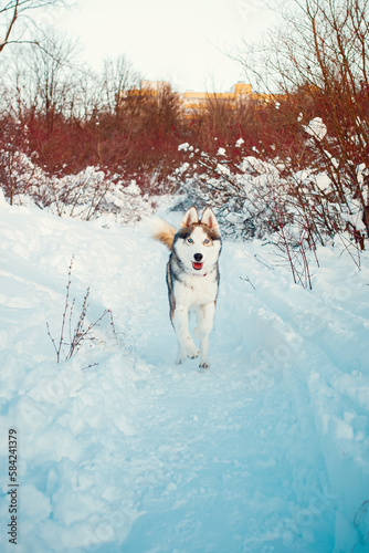 Fototapeta Naklejka Na Ścianę i Meble -  Winter Brown husky playing in the snow 