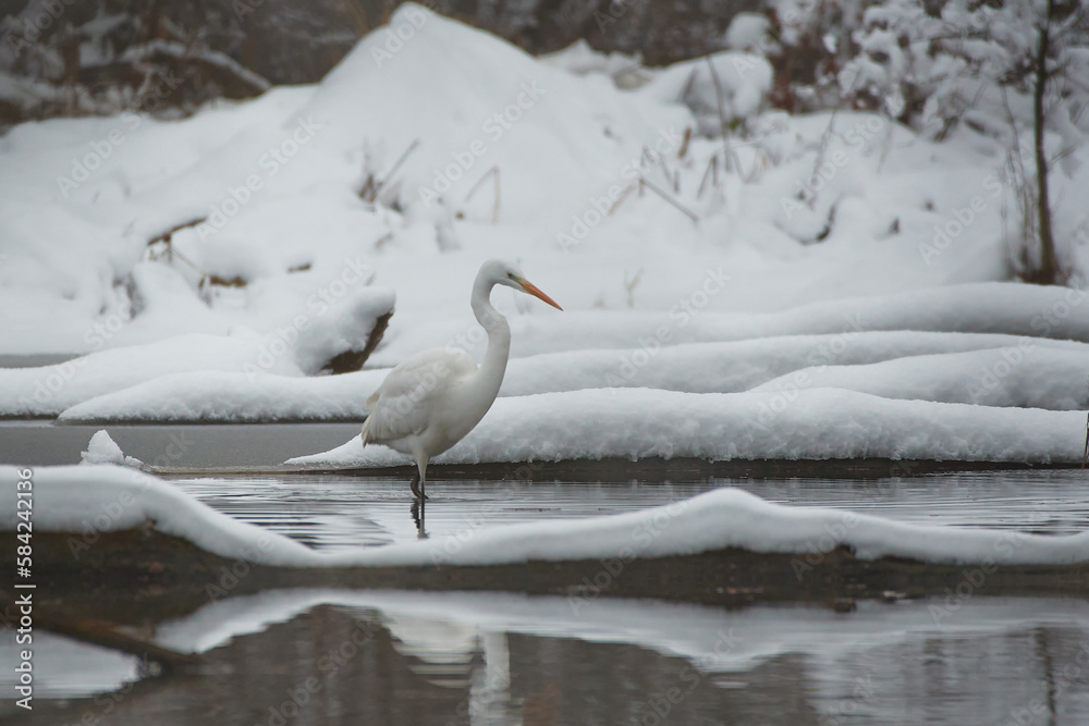 Great egret,, Ardea alba,, in natural environment, Danubian wetland, Slovakia Great egret,, Ardea alba,, in natural environment, Danubian wetland, Slovakia